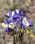 Columbines 0207